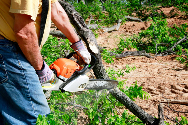 Why Choose Our Tree Removal Services in Chadron, NE?